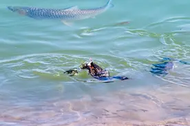 湖北宜昌：水鸟小鸊鷉撒欢捕鱼忙图片