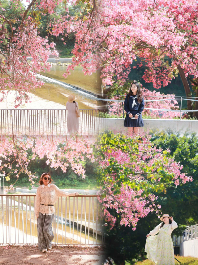 粉色花海，已开遍龙华