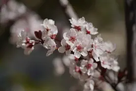 穿金路1580余株紫叶李迎来盛花期，可以约啦！图片