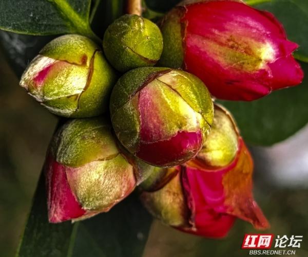 黄兴故居冬日：茶花苞攒聚枝头，预写春的序章