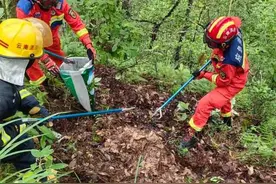 害怕！普洱景东一村寨边惊现眼镜王蛇窝：超过30条……图片