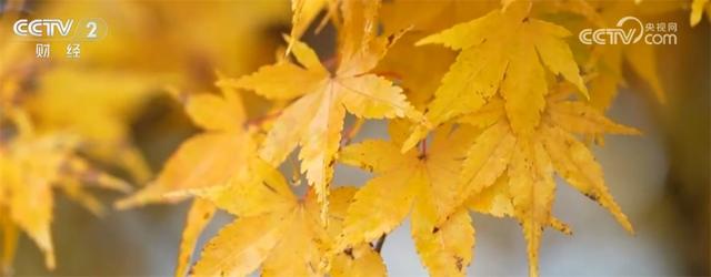 “冰雪+补贴”“彩林+温泉”“秋假+研学”齐发力 文旅市场激荡消费新活力