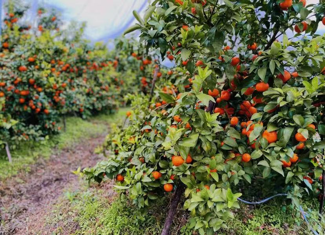 李思思也来打卡了!这座宝藏小城凭一口“糯叽叽”征服全网