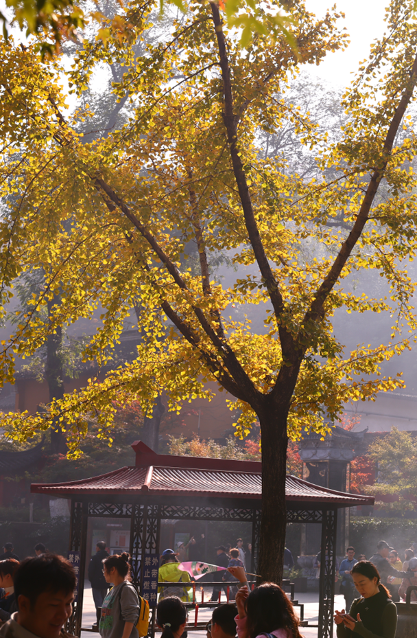 中大路 “红” 了！本周 C 位遛弯地预定！