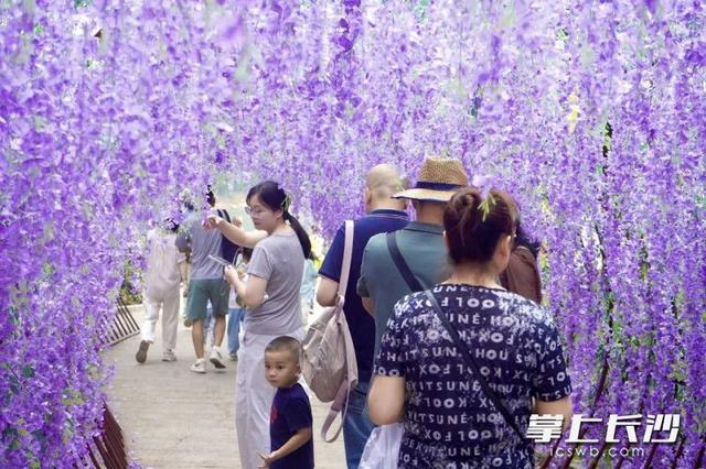 组图｜紫色花廊上线，石燕湖打造假日游玩新体验