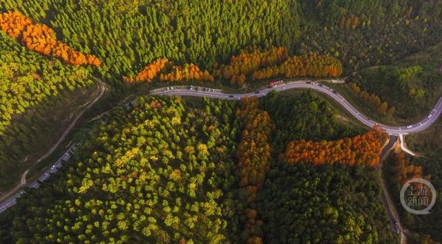 彩林进入黄金期，这条旅游公路美出圈！