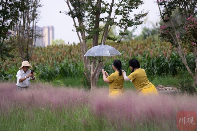 成都玉石湿地公园粉黛花海初绽 蓉城又添浪漫打卡地