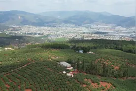 138元/公斤！云南第一批杨梅熟了……图片