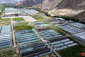 活力西藏｜雪域高原长出“金果果”图片