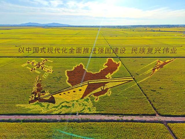 黑龙江广阔稻田“长出”巨幅艺术画