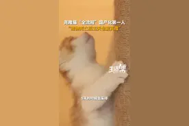 宠物死亡多久还能克隆？克隆猫“全流程”国产化第一人答疑图片