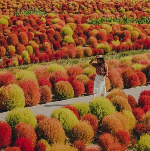 游花海赏地肤，停车免费哦！