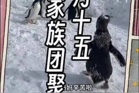 元宵圆又圆，企鹅全家来团圆;元宵圆滚滚，财源滚滚来;元宵粘又粘图片