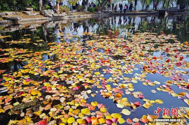 秋景迷人眼 南京莫愁湖色彩斑斓诗意浓