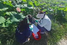 不一般！龙游莲子有着一颗“智慧芯”图片
