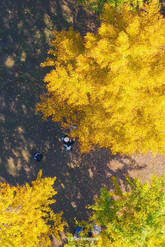 实况！武汉彩叶季来了，这些地方最出片