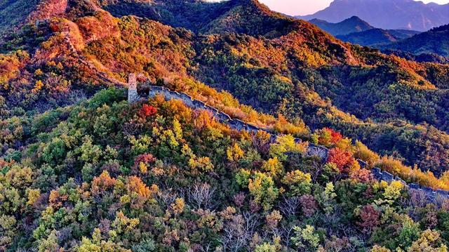 彩叶映长城 共绘秋景画