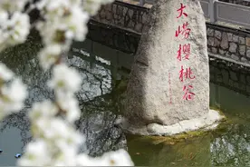 又到樱桃花海时！这份崂山赏花攻略别错过图片