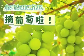 亲测超甜！葡萄成熟季，长沙这些地方可采摘！图片