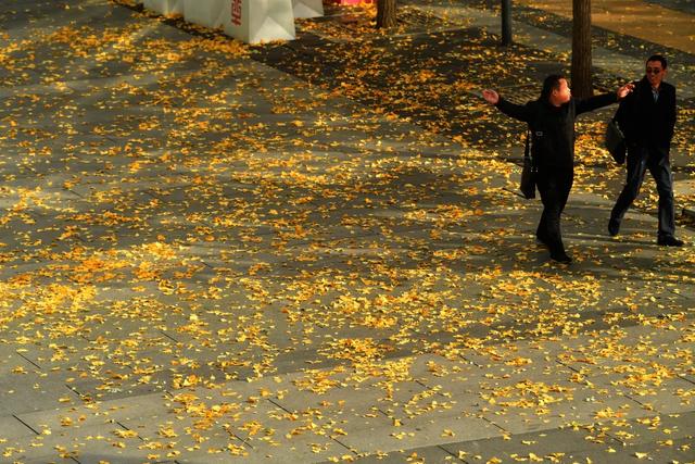 落叶缓扫点位公布！碑林这几片“落叶地毯”等你来打卡