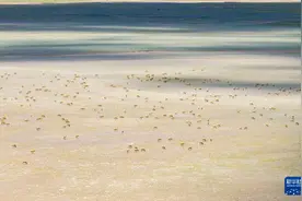 藏羚羊产仔季大幕开启图片