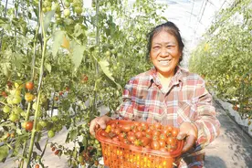 淋山河镇初心生态家庭农场基地“金果果”采收忙图片