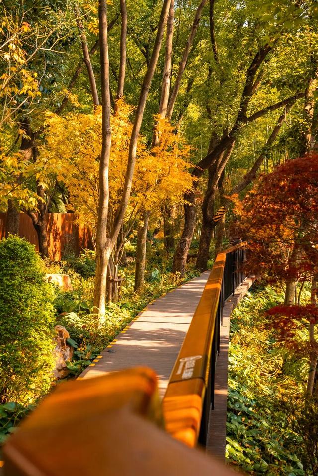 红枫+瀑布！上海市中心免费“斑斓山谷”迎来最美秋景→