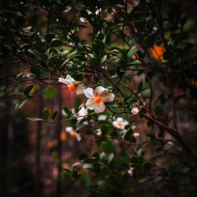 去有“枫”的地方，团风大崎山“枫”景正好！