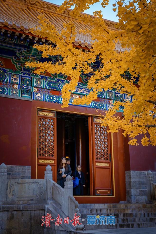 银杏金黄映红墙，济南府学文庙尽显秋韵