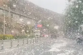 攀枝花城区木棉飘絮似“飞雪” 当地用摘果洒水等方法防控图片