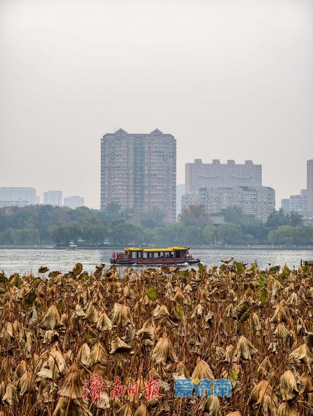 一年四季 泉在济南丨立冬时节，明湖残荷别样美