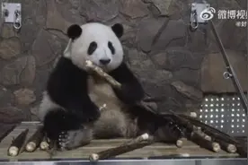 大熊猫花花除夕夜被遗忘外场，开除饲养员处罚过重？网友吵翻……图片