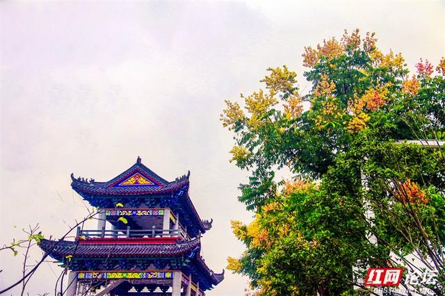 欢庆时刻丨秋雨初歇零陵秋意浓：潇水畔栾树绽“一树三色”