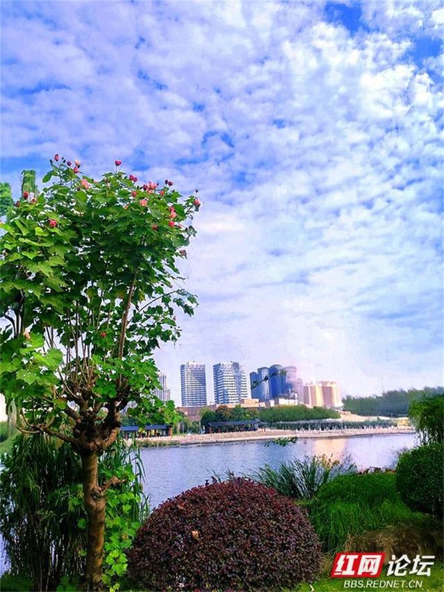 秋游时刻丨常德的秋天是什么颜色？答案是粉色的