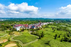 江西南丰：艾草采收忙图片