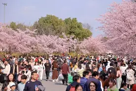 粉色花海如梦如幻，小宝又来送上海樱花节门票啦！图片