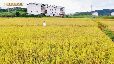 随手拍出电影感！良庆这片金色稻田，美到犯规！