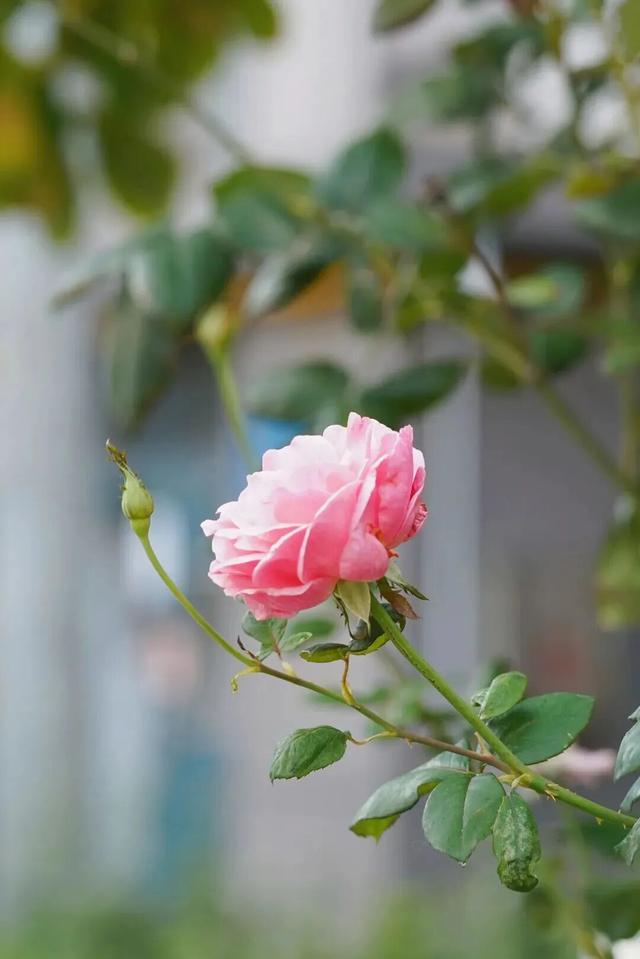 上马墩：好胖人的一条街