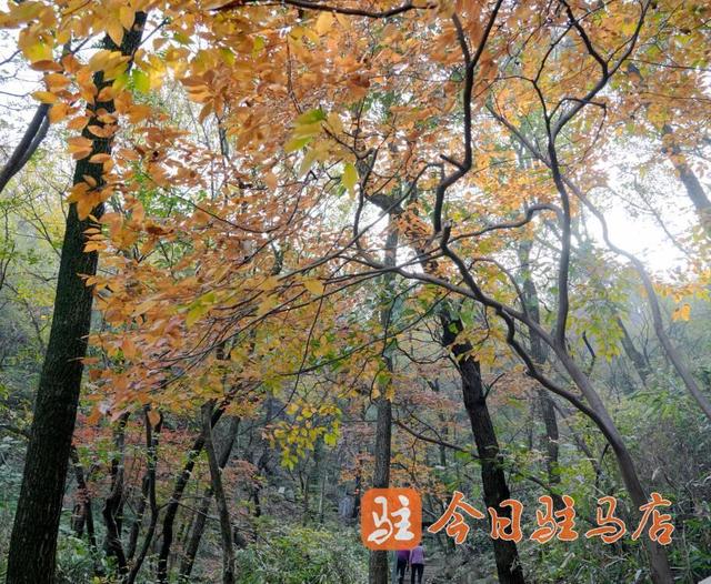 初冬金顶山：红叶染层林 漫山披盛装