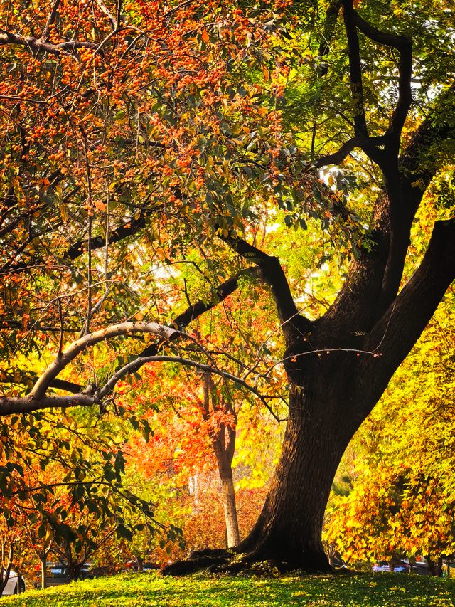 北京动物园秋色依旧，一起来逛！