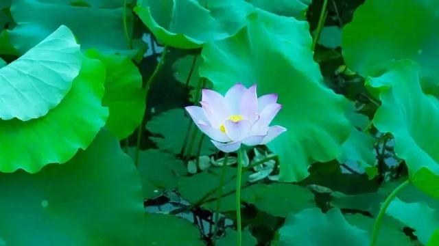 山间荷塘、河岸花海... ...洛阳这些地方美到犯规！