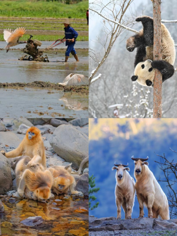 秦岭生态画卷惊艳纽约时代广场