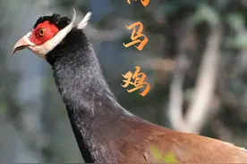 神奇动物在河北②丨 “东方宝石”褐马鸡图片