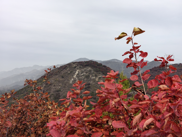 多彩京秋丨全市彩叶树变色率播报（2025.11.13）