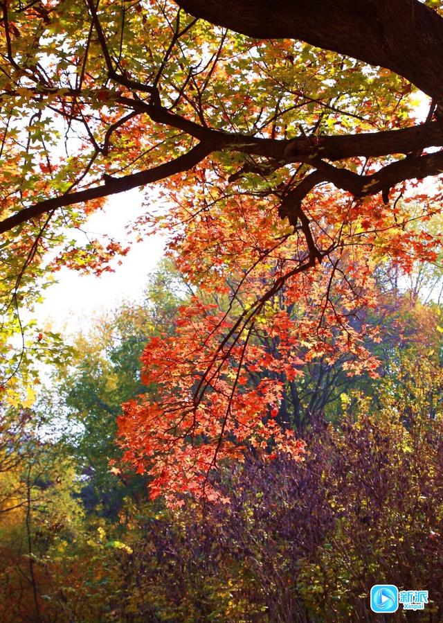 初冬，收藏一封大地写给天空的情书