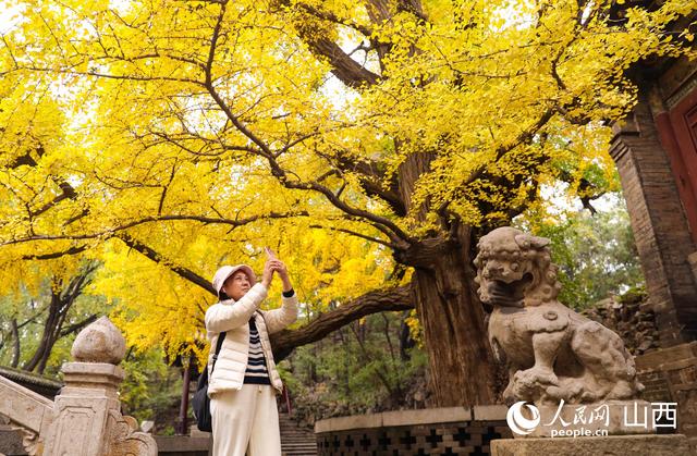山西太原：秋染晋祠 百年银杏披“金甲”