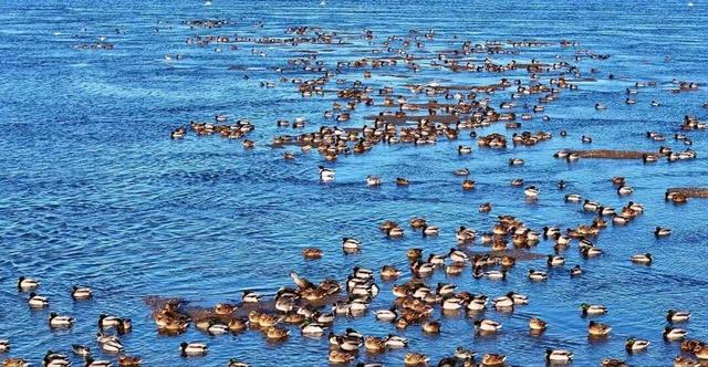 南海新区：碧海旭日天鹅舞