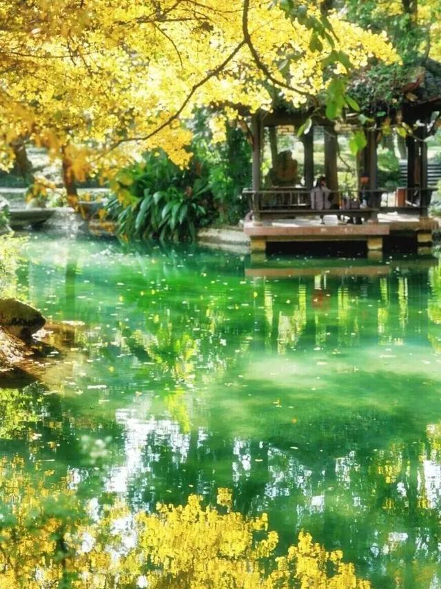 金灿灿！成都人的“顶流”上线，错过等一年！