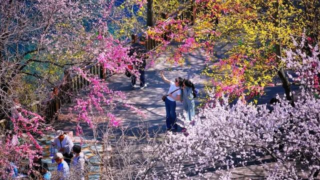 老家河南邀你赴一场春日盛宴！