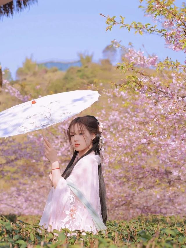 漳州的樱花，开啦！！！